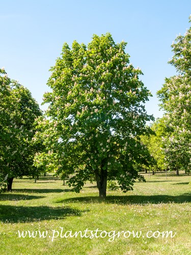 Baumann Horse Chestnut (Aesculus hippocastanum) 
(May 18)